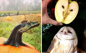 Pareidolia: 192 Faces Hidden In Everyday Objects