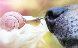 Share Your Best Pictures Of The Magical World Of Snails