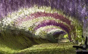 Surreal Wisteria Flower Tunnel in Japan