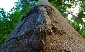 20 Amazing Examples of Animal Camouflage
