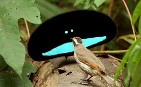 22 Strange Animals You Probably Didn't Know Exist
