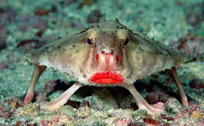 21 More Weird Animals You Didn’t Know Exist