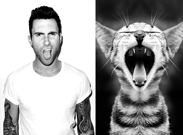 Girls’ Favorite Things Brought Together: Hot Guys and Kittens (PART II)