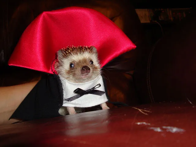 21 Creative and Funny Halloween Costumes For Pets