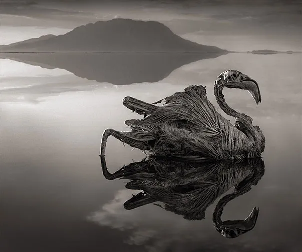 Deadly African Lake Turns Birds Into Salt Statues