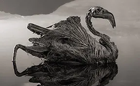 Deadly African Lake Turns Birds Into Salt Statues