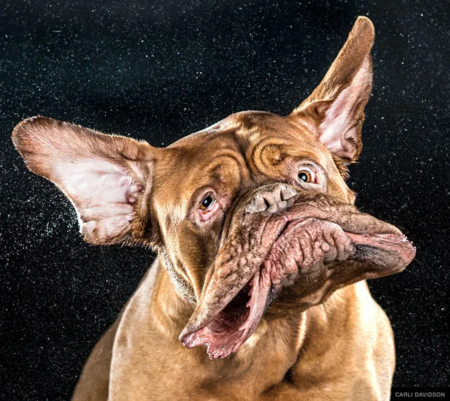 Shake: Slow Motion Photos Of Dogs Shaking Their Heads Published As Book