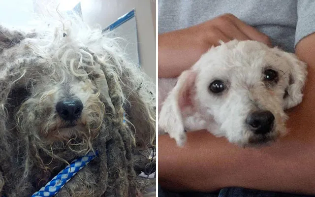 Shrek's Amazing Rescue Story: Abandoned Dog Goes From Woods To Loving Home
