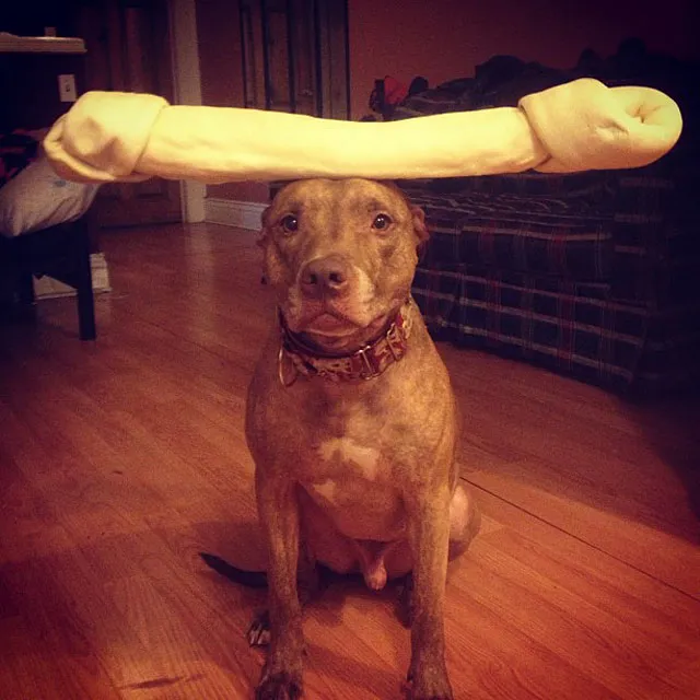 Meet Scout, The World's Most Patient Dog Who Can Balance Anything On His Head
