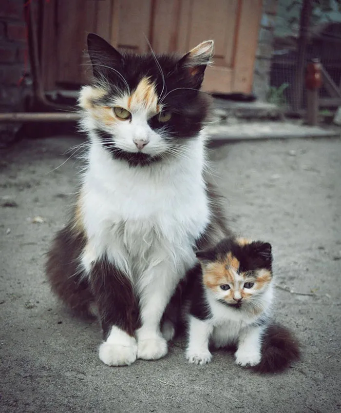 34 Animals With Their Adorable Mini-Me Counterparts