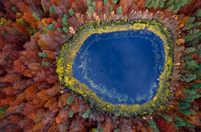 How Our World Would Look If You Were A Bird