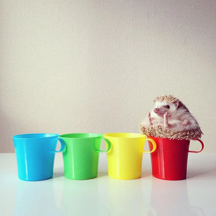 Meet Darcy, The Most Famous (Flying) Hedgehog On Instagram