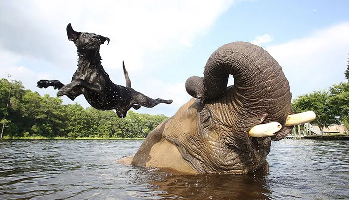 15 Unusual Animal Friendships That Will Melt Your Heart