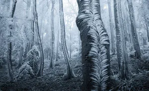 132 Mysterious Forests You'd Love To Get Lost In