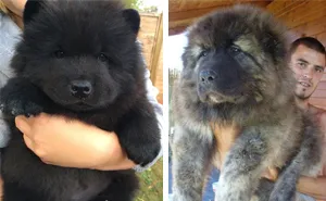 50 Chubby Puppies That Look Like Teddy Bears