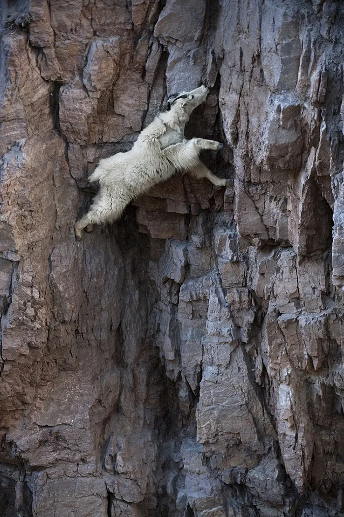 These 36 Goats On Cliffs Don't Know What Fear Is