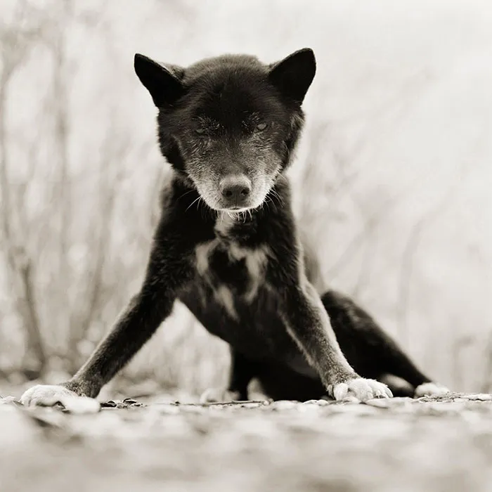 Touching Portraits Of Elderly Animals Help Photographer Deal With Fear Of Old Age