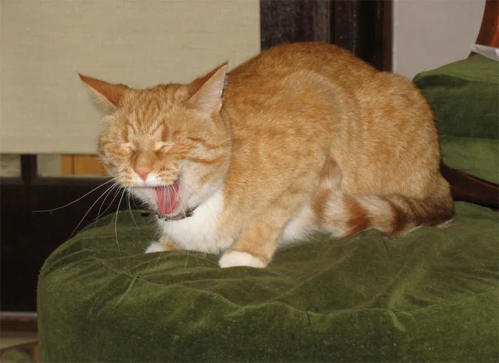 21 Hilarious Pictures Of Cats That Are About To Sneeze