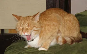 21 Hilarious Pictures Of Cats That Are About To Sneeze