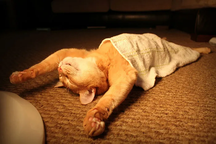 30 Hilarious Sleeping Cat Memes That Will Melt Your Heart