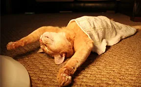 30 Hilarious Sleeping Cat Memes That Will Melt Your Heart