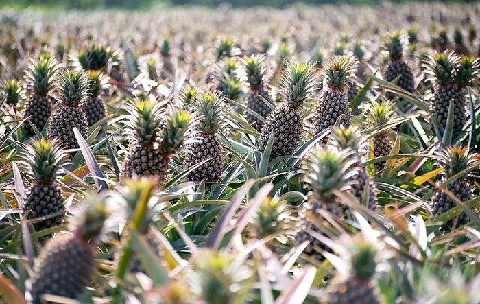 You Probably Had No Idea How Some Of Your Favorite Fruits, Vegetables And Spices Grow
