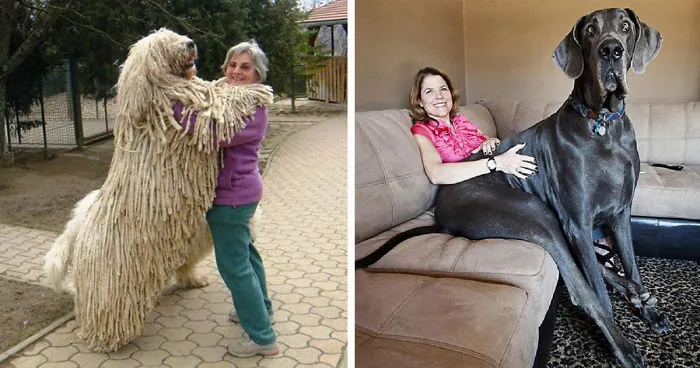 50 Dogs Who Don't Understand How BIG They Are