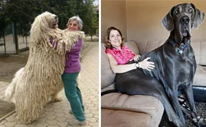 50 Dogs Who Don't Understand How BIG They Are
