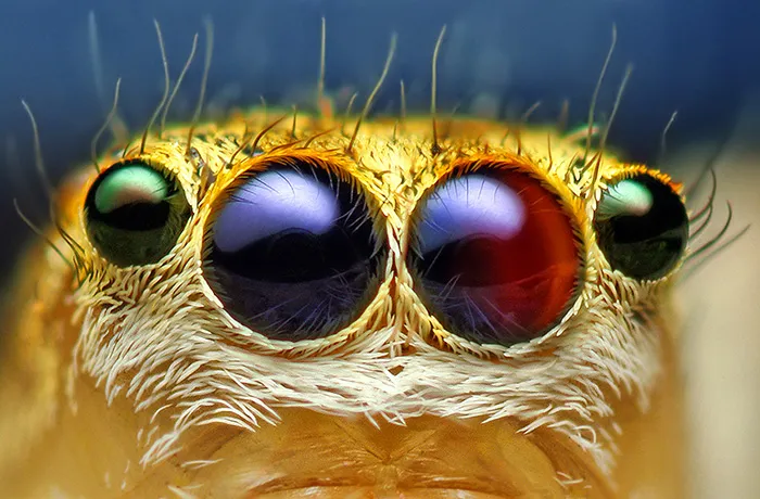 Macro Photos Of Cute And Cuddly Jumping Spiders by Thomas Shahan