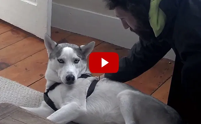 Husky Says "No!" To Bedtime