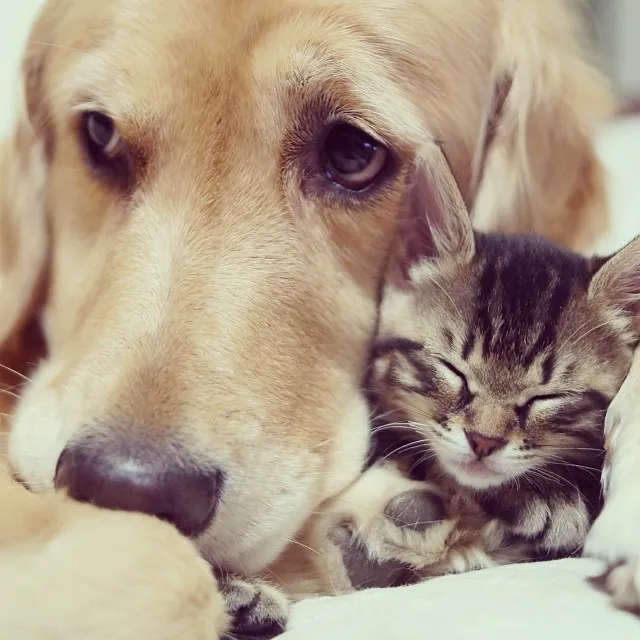 Golden Retriever Adopts an Orphan Kitten Rejected By Her Mother