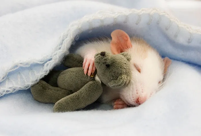 Two Women Take Adorable Pictures of Rats With Teddy Bears