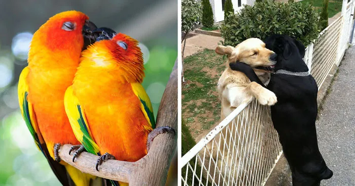 93 Animal Couples That Prove Love Exists In The Animal Kingdom Too