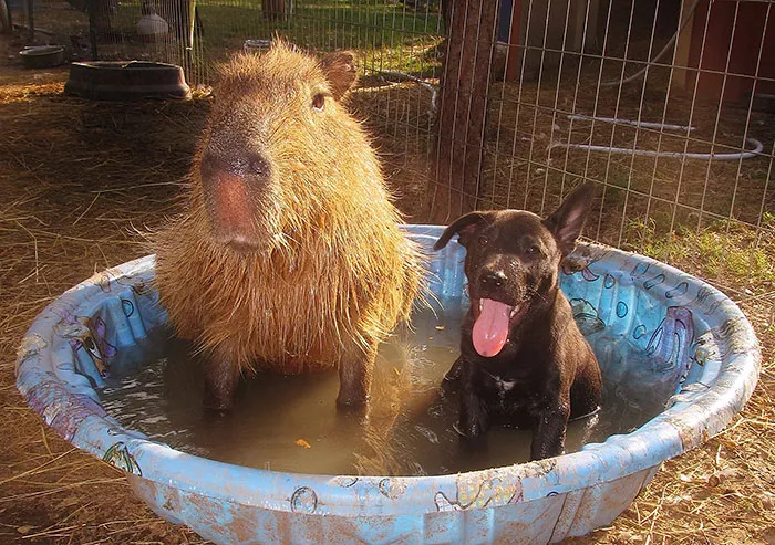It’s Not a Disney Movie: This Refuge in Arkansas is Home to 60 Animal Friends Who Hang Out Together