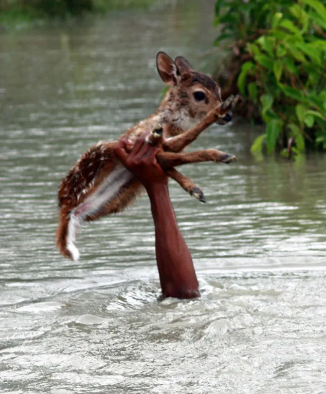 Heroic Boy Risks His Life To Save A Drowning Baby Deer From Floodwaters In Bangladesh