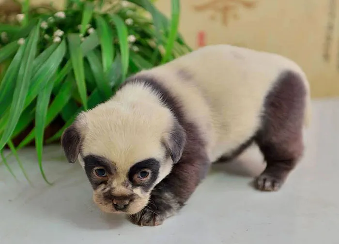 These Adorable Puppies Look Just Like Miniature Panda Cubs