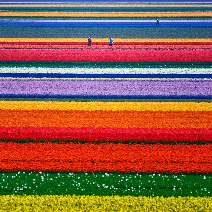 15 Incredibly Colorful Spring Flower Fields Around The World