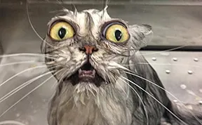 22 Hilarious Pictures Of Wet Cats