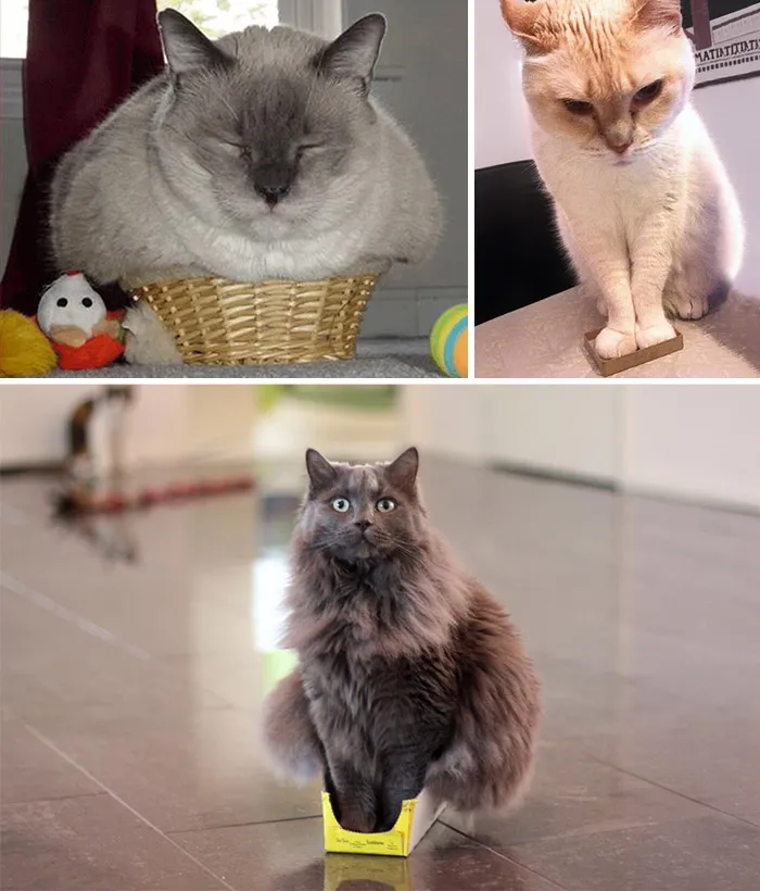 If It Fits, I Sits: These 21 Cats Prove That No Space Is Too Tight