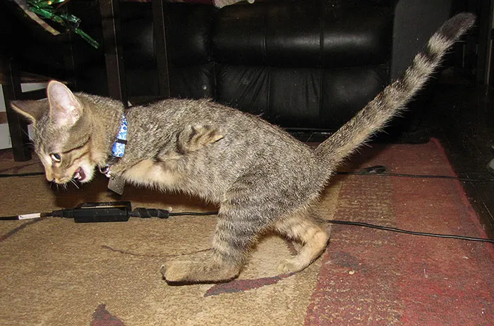 After Losing Two Legs To A Weed Whacker, Mercury The Kitten Is Still Just As Playful As His Buddies