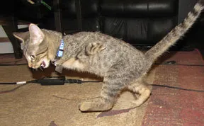 After Losing Two Legs To A Weed Whacker, Mercury The Kitten Is Still Just As Playful As His Buddies