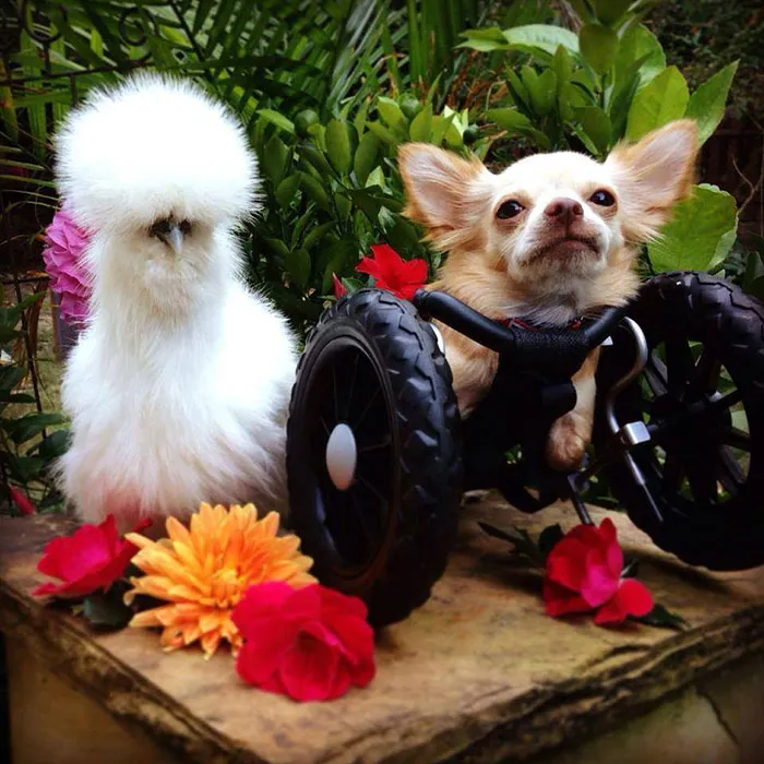 Fluffy Chicken Saved From Laboratory Becomes Best Friends With Abandoned Two-legged Chihuahua