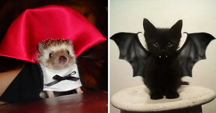 151 Terrifyingly Cute Halloween Costumes For Pets