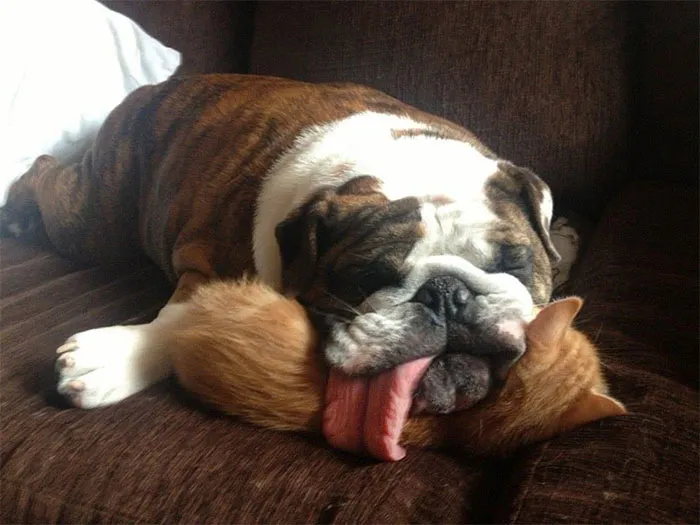 31 Animals That Use Each Other As Pillows