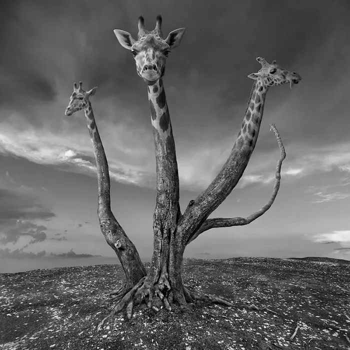 Surreal Photo Manipulations By Photographer Dariusz Klimczak
