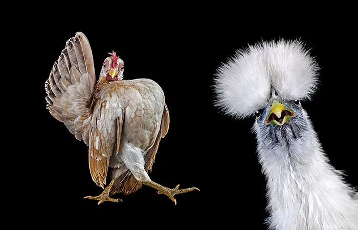 Warrior-Like Beauty Pageant Chickens In Beautiful Photos By Ernest Goh