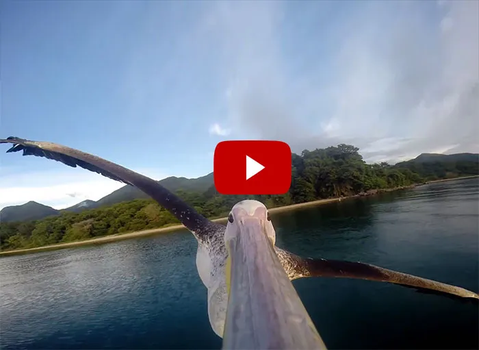 Rescued Pelican Learns To Fly With GoPro On Beak (VIDEO)