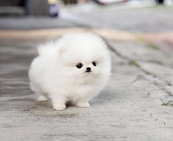 These 16 Fluffy Animals Will Make You Say Awww