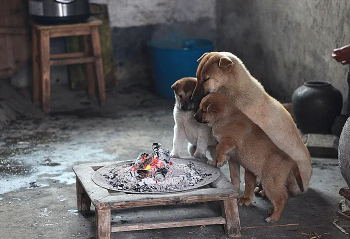 Freezing Puppies Gather Around Stove On A Cold Winter Day And Bark Non-Stop For Chef To Light It