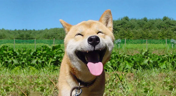 The 30 Happiest Animals In The World That Will Make You Smile
